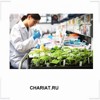 CHARIAT.RU