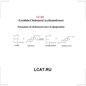 LCAT.RU